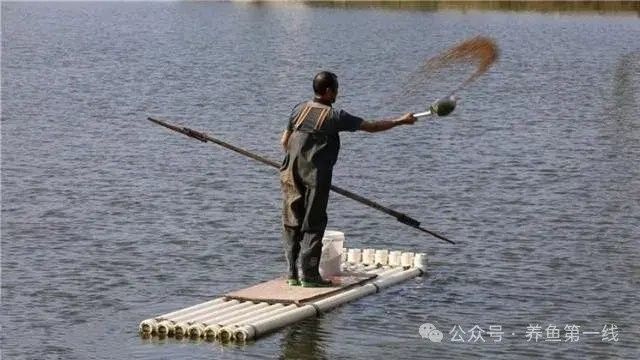 如何消毒處理金龍魚活餌（龍魚活餌消毒處理方法）