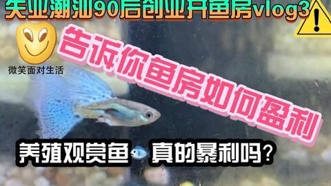 觀賞魚養什么魚賺錢多（觀賞魚養殖技術提升觀賞魚市場價值，觀賞魚養殖技術的影響）