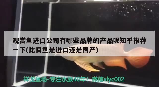 觀賞魚進口公司有哪些品牌的產品呢知乎推薦一下(比目魚是進口還是國產) 觀賞魚進口公司有哪些品牌的產品呢知乎推薦一下(比目魚是進口還是國產) 觀賞魚百科