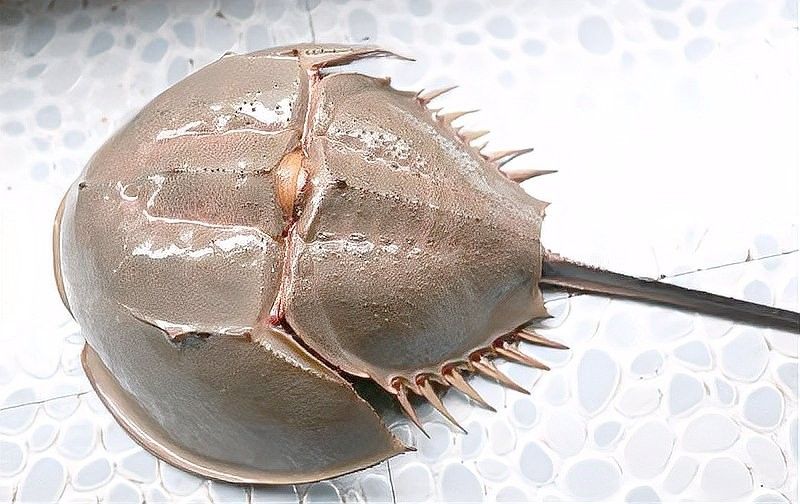 龍魚復眼在繁殖中有何作用（深海龍魚復眼在繁殖中的具體作用，龍魚復眼的作用）
