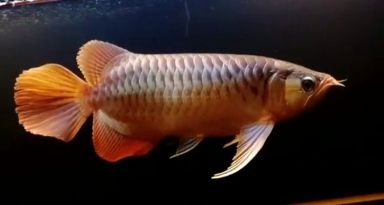 銀龍魚剛?cè)敫仔枰_燈嗎（銀龍魚剛?cè)敫资欠裥枰_燈）