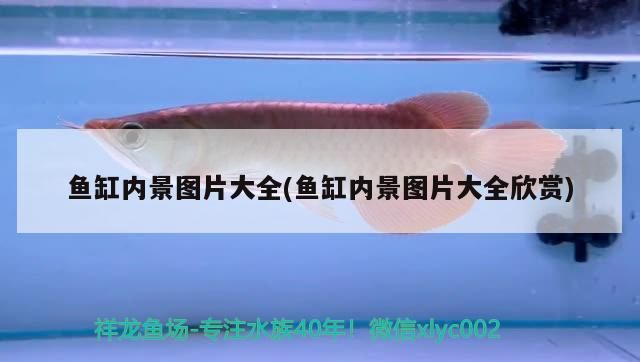 魚缸內景圖片大全(魚缸內景圖片大全欣賞) 魚缸內景圖片大全(魚缸內景圖片大全欣賞) 觀賞魚百科