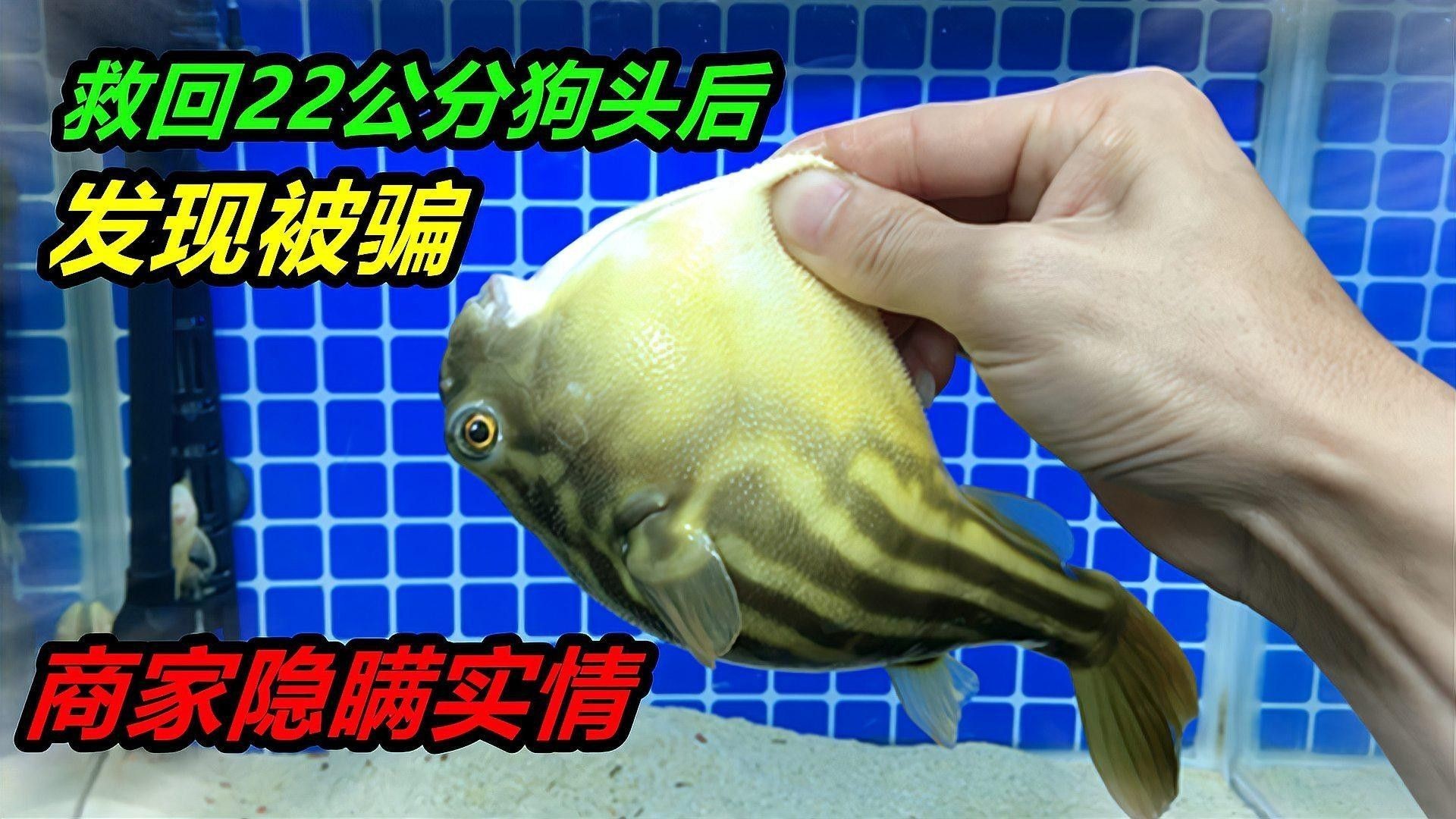 如何減少斑馬狗頭的攻擊性？（如何減少斑馬狗頭的攻擊性） 如何減少斑馬狗頭的攻擊性？（如何減少斑馬狗頭的攻擊性） 龍魚百科 第1張