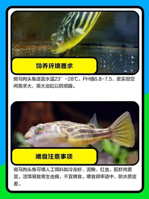 如何減少斑馬狗頭的攻擊性？（如何減少斑馬狗頭的攻擊性） 如何減少斑馬狗頭的攻擊性？（如何減少斑馬狗頭的攻擊性） 龍魚百科 第8張