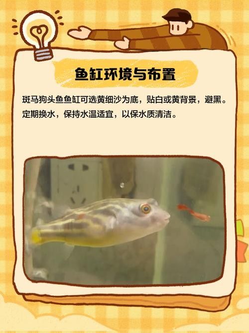 如何減少斑馬狗頭的攻擊性？（如何減少斑馬狗頭的攻擊性） 如何減少斑馬狗頭的攻擊性？（如何減少斑馬狗頭的攻擊性） 龍魚百科 第7張