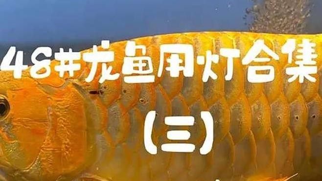 如何判斷金龍魚是否需要補光（判斷金龍魚是否需要補光）