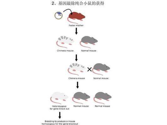 魚缸用增氧泵價格是多少:魚缸增氧機(jī)-xtrac增氧機(jī)-xtrac增氧機(jī) 金龍魚苗怎么挑選品種:養(yǎng)殖金龍魚苗時需從多方面綜合考量以確保選擇到健康、優(yōu)質(zhì)的個體 觀賞魚百科 金龍魚苗怎么挑選品種:養(yǎng)殖金龍魚苗時需從多方面綜合考量以確保選擇到健康、優(yōu)質(zhì)的個體 金龍魚苗怎么挑選品種:養(yǎng)殖金龍魚苗時需從多方面綜合考量以確保選擇到健康、優(yōu)質(zhì)的個體 觀賞魚百科