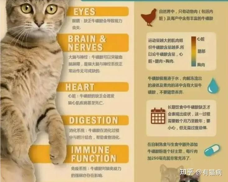 自制飼料與市售飼料有何區別（自制飼料與市售飼料在成分、營養價值和成本效益方面存在差異）