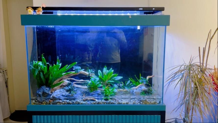 龍魚缸造景圖片欣賞（龍魚缸造景圖片及設計靈感）