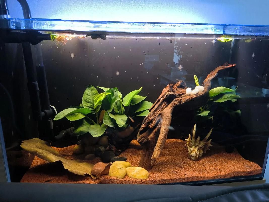 龍魚缸造景圖片欣賞（龍魚缸造景圖片及設計靈感）