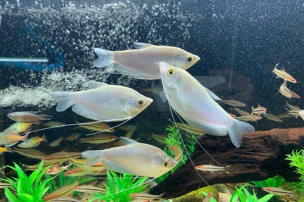 還有哪些觀賞魚長得像曼龍魚（與曼龍魚相似但具有不同特點的觀賞魚）