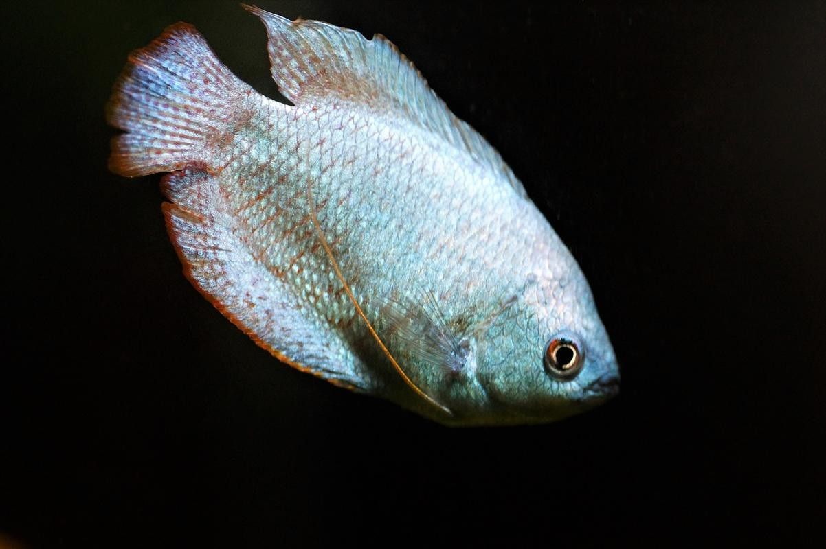 還有哪些觀賞魚長得像曼龍魚（與曼龍魚相似但具有不同特點的觀賞魚）