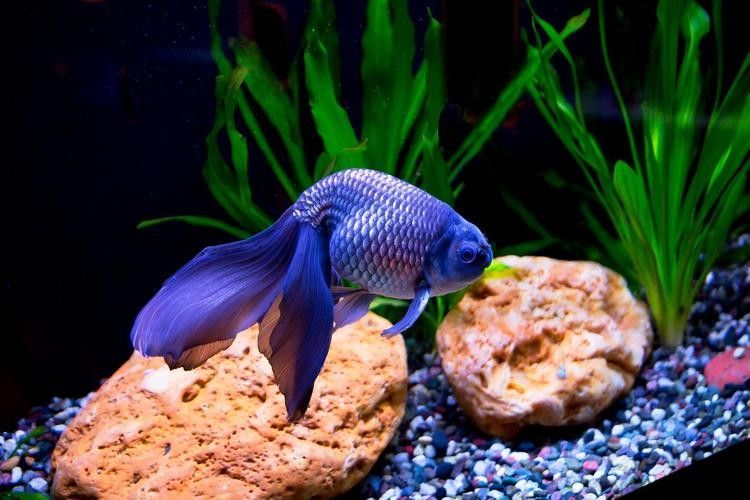 還有哪些觀賞魚長得像曼龍魚（與曼龍魚相似但具有不同特點的觀賞魚）