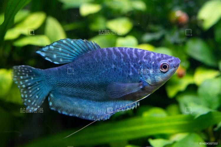 還有哪些觀賞魚長得像曼龍魚（與曼龍魚相似但具有不同特點的觀賞魚）