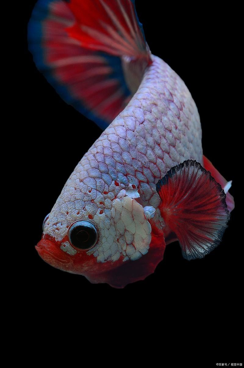 紅金龍魚手機(jī)壁紙大全圖片壁紙大全圖片壁紙大全圖片，好運(yùn)魚壁紙大全圖片