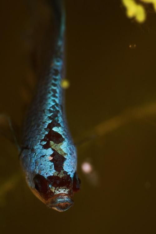 還有哪些觀賞魚長得像曼龍魚（與曼龍魚相似但具有不同特點的觀賞魚）