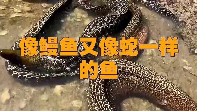 還有哪些觀賞魚長得像曼龍魚（與曼龍魚相似但具有不同特點的觀賞魚）