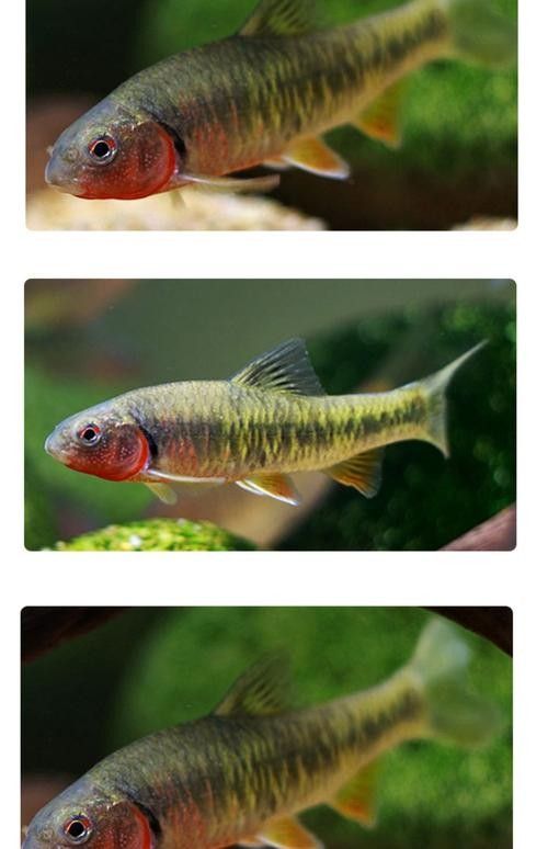 還有哪些觀賞魚長得像曼龍魚（與曼龍魚相似但具有不同特點的觀賞魚）