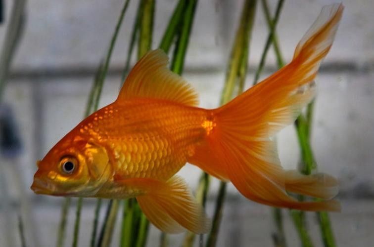 還有哪些觀賞魚長得像曼龍魚（與曼龍魚相似但具有不同特點的觀賞魚）