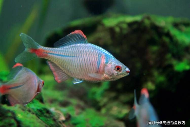 還有哪些觀賞魚長得像曼龍魚（與曼龍魚相似但具有不同特點的觀賞魚）