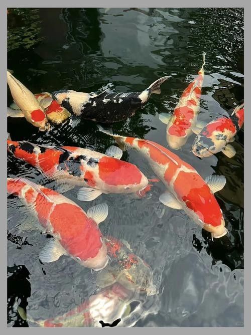 還有哪些觀賞魚長得像曼龍魚（與曼龍魚相似但具有不同特點的觀賞魚）