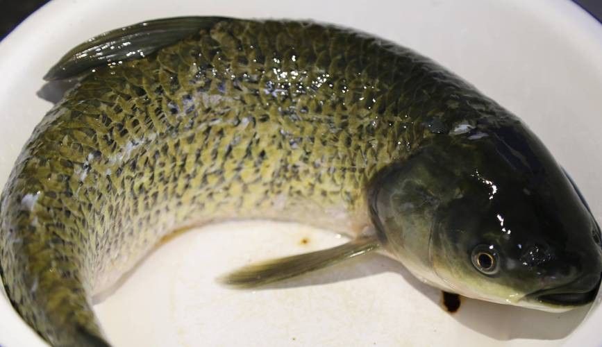 還有哪些觀賞魚長得像曼龍魚（與曼龍魚相似但具有不同特點的觀賞魚）