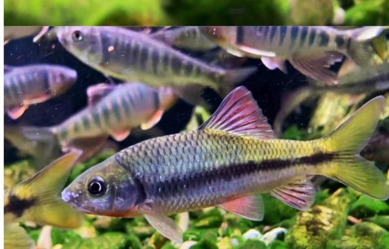 還有哪些觀賞魚長得像曼龍魚（與曼龍魚相似但具有不同特點的觀賞魚）