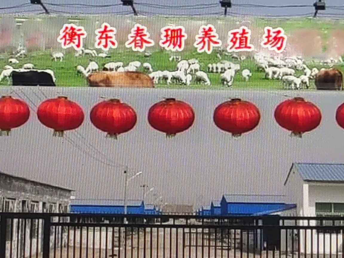 衡東龍魚（衡東龍魚養殖技巧:從食物到水質全民小視頻,打造霸氣艷麗體型全民小視頻）