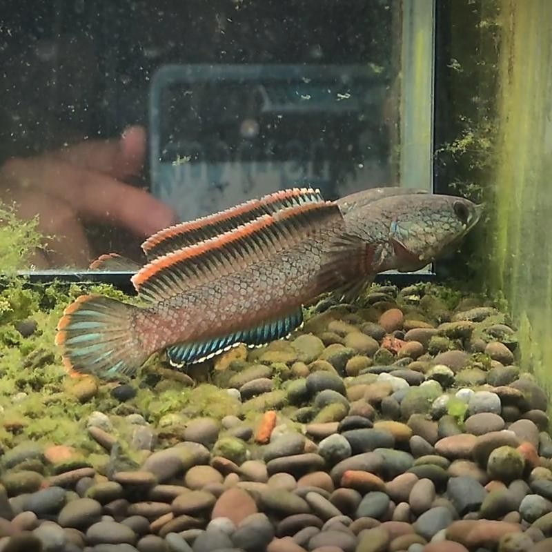 烏鱧和南鱧有什么區別？（中國四大原生鱧魚的區別是食用的禁忌老唐話生鮮）