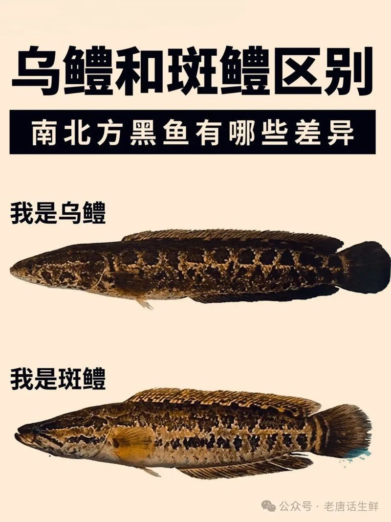 烏鱧和南鱧有什么區別？（中國四大原生鱧魚的區別是食用的禁忌老唐話生鮮）