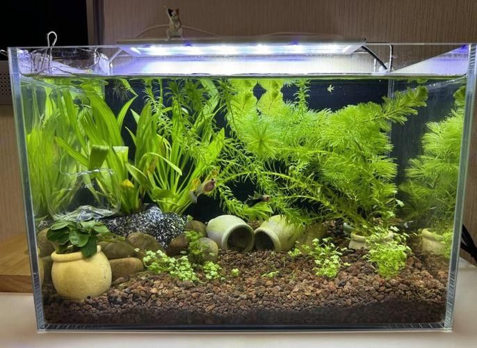 長虹水族旗艦店的龍魚缸價格如何？