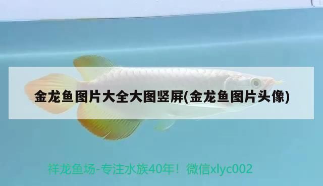 金龍魚圖片大全大圖豎屏(金龍魚圖片頭像)（金龍魚圖片大全大圖） 金龍魚圖片大全大圖豎屏(金龍魚圖片頭像)（金龍魚圖片大全大圖） 觀賞魚百科