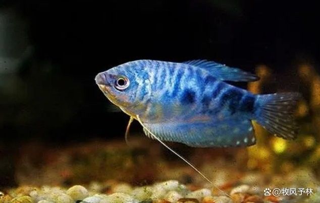 曼龍魚繁殖期洞穴需求（養魚大全曼龍魚的繁殖方法曼龍魚的繁殖方法~）
