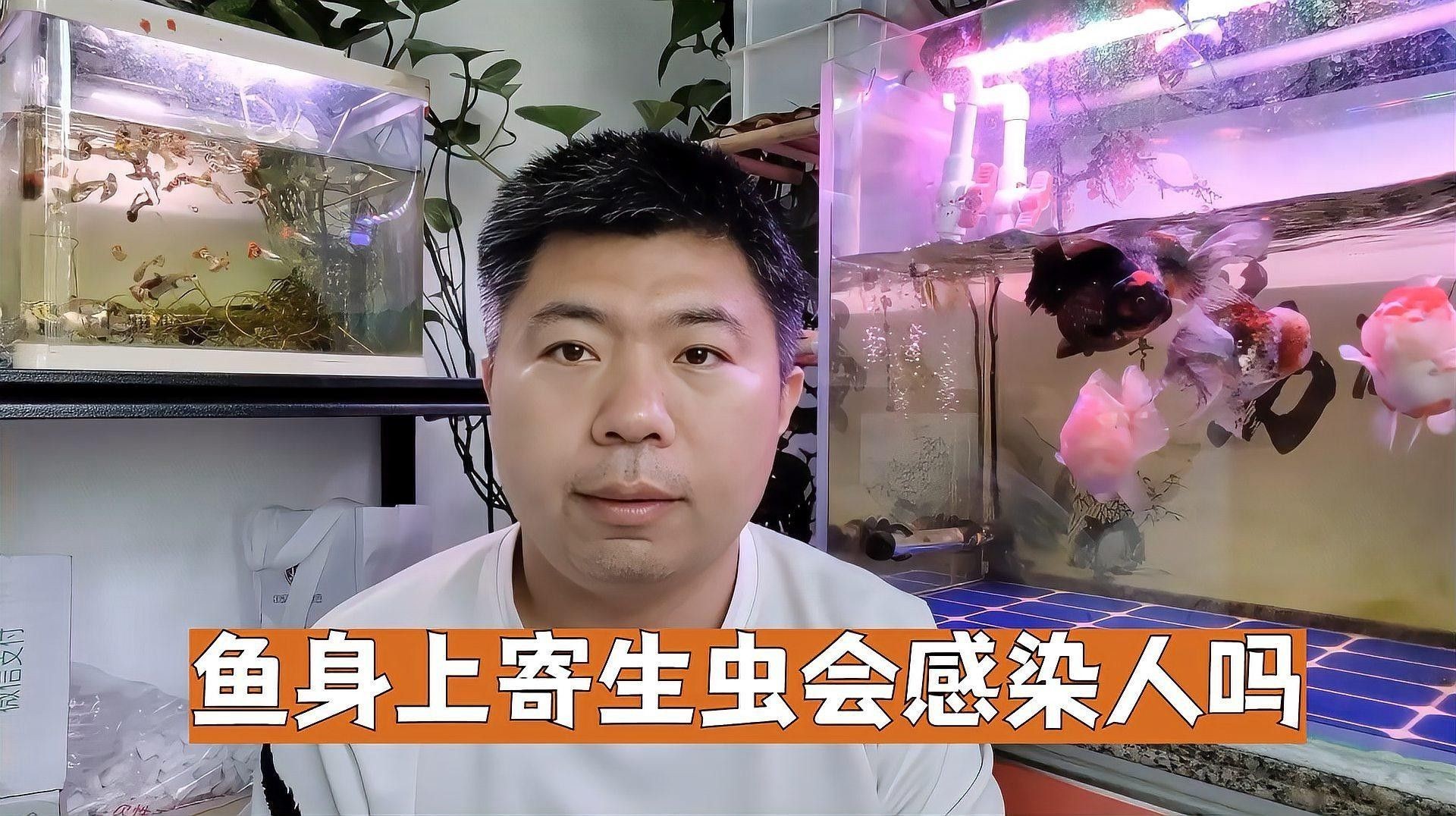 龍魚寄生蟲會傳染給人類嗎（魚寄生蟲會傳染給人類嗎） 龍魚寄生蟲會傳染給人類嗎（魚寄生蟲會傳染給人類嗎） 龍魚百科 第1張