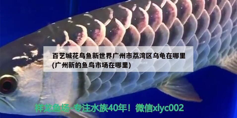 百藝城花鳥(niǎo)魚(yú)新世界廣州市荔灣區(qū)烏龜在哪里(廣州新的魚(yú)鳥(niǎo)市場(chǎng)在哪里)（廣州市荔灣區(qū)烏龜在哪里，百藝城花鳥(niǎo)魚(yú)新世界）