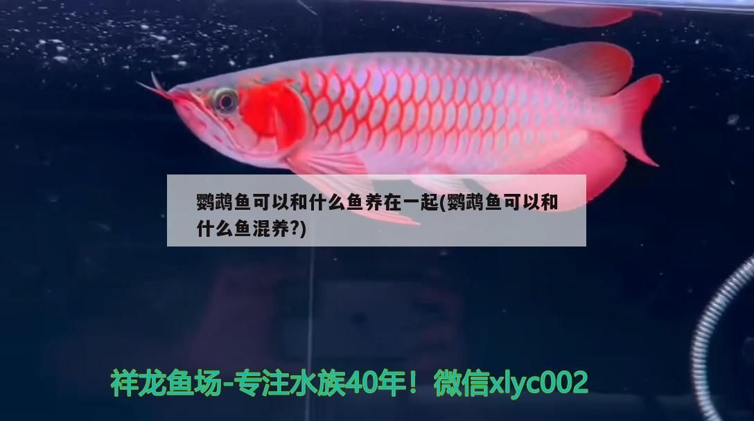 鸚鵡魚可以和什么魚養在一起(鸚鵡魚可以和什么魚混養?)（鸚鵡魚可以和什么魚養在一起）
