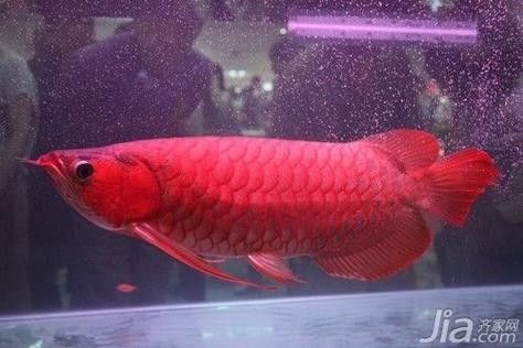 涇陽哪個水族館龍魚好？祥龍魚場龍魚（涇陽祥龍魚場）