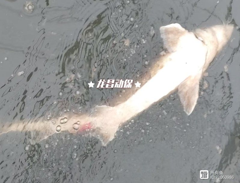 鱘龍魚放生后能存活嗎？（鱘龍魚放生后的存活率與科學評估環境條件與放生方式）