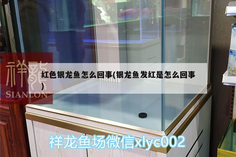 龍魚放沉木好嗎視頻(養龍魚放沉木)（龍魚放沉木好嗎視頻）