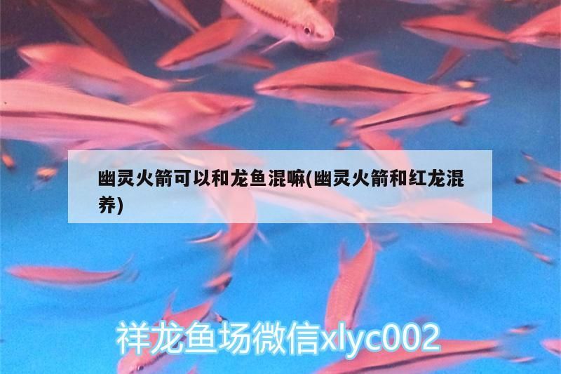 龍魚干蝦有營養(yǎng)嗎 幽靈火箭可以和龍魚混嘛(幽靈火箭和紅龍混養(yǎng))(幽靈火箭可以和什么魚一起養(yǎng)) 觀賞魚百科 幽靈火箭可以和龍魚混嘛(幽靈火箭和紅龍混養(yǎng))(幽靈火箭可以和什么魚一起養(yǎng)) 幽靈火箭可以和龍魚混嘛(幽靈火箭和紅龍混養(yǎng))(幽靈火箭可以和什么魚一起養(yǎng)) 觀賞魚百科