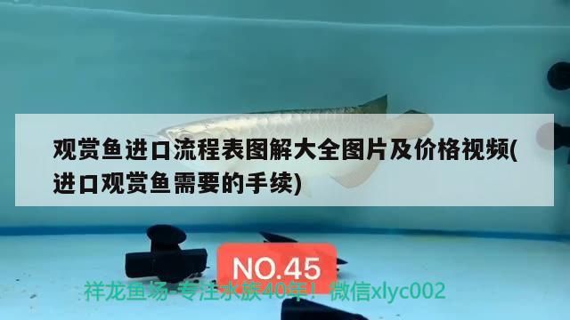印尼觀賞魚進(jìn)口價格多少一條啊視頻大全下載安裝(怎么從印尼進(jìn)口觀賞魚)（世界上最貴的觀賞魚價格排名）