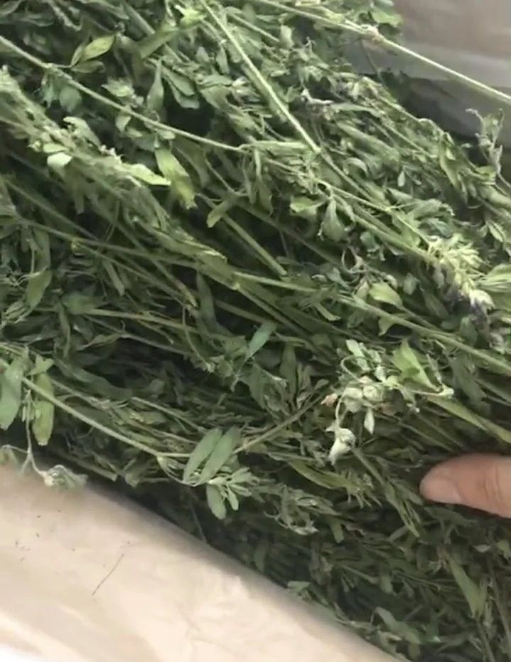 龍貓的食物有哪些？（龍貓吃什么食物）
