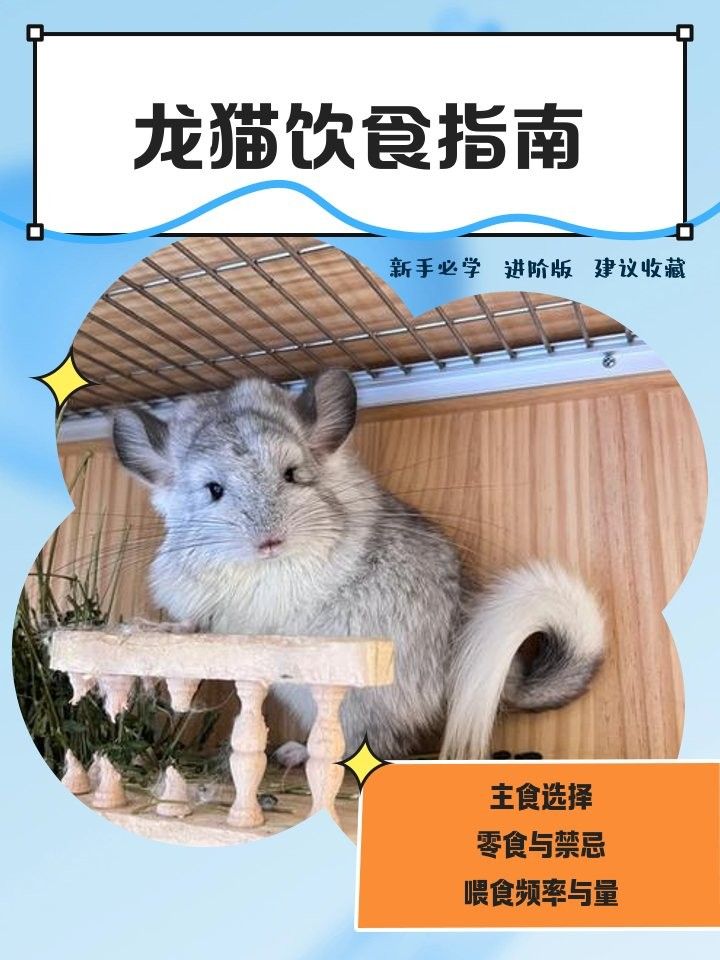 龍貓的食物有哪些？（龍貓吃什么食物）