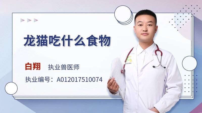 龍貓的食物有哪些？（龍貓吃什么食物）