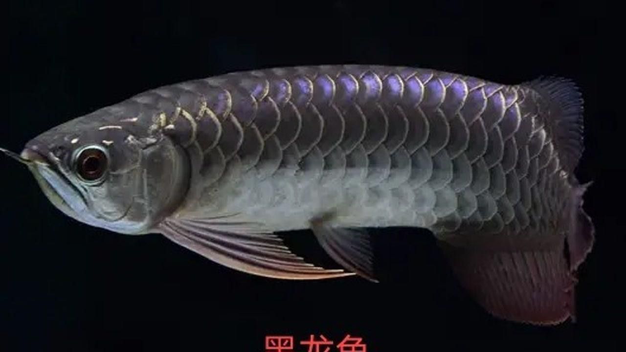 金龍銀龍魚價(jià)格淡水魚么（金龍魚與銀龍魚的區(qū)別）