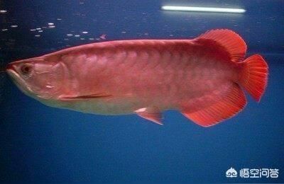 紅龍魚吃蜈蚣好嗎:龍源魚的養殖方法和注意事項（紅龍魚吃蜈蚣好嗎，） 紅龍魚吃蜈蚣好嗎:龍源魚的養殖方法和注意事項（紅龍魚吃蜈蚣好嗎，） 觀賞魚百科