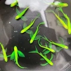斑尾龍魚(yú)的價(jià)格是多少（如何飼養(yǎng)斑尾龍魚(yú)？斑尾龍魚(yú)需要多大的魚(yú)缸？）