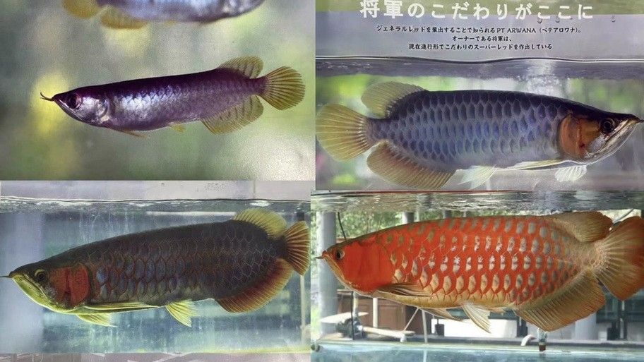 如何區分金龍魚的公母？（金龍魚公母如何區分）