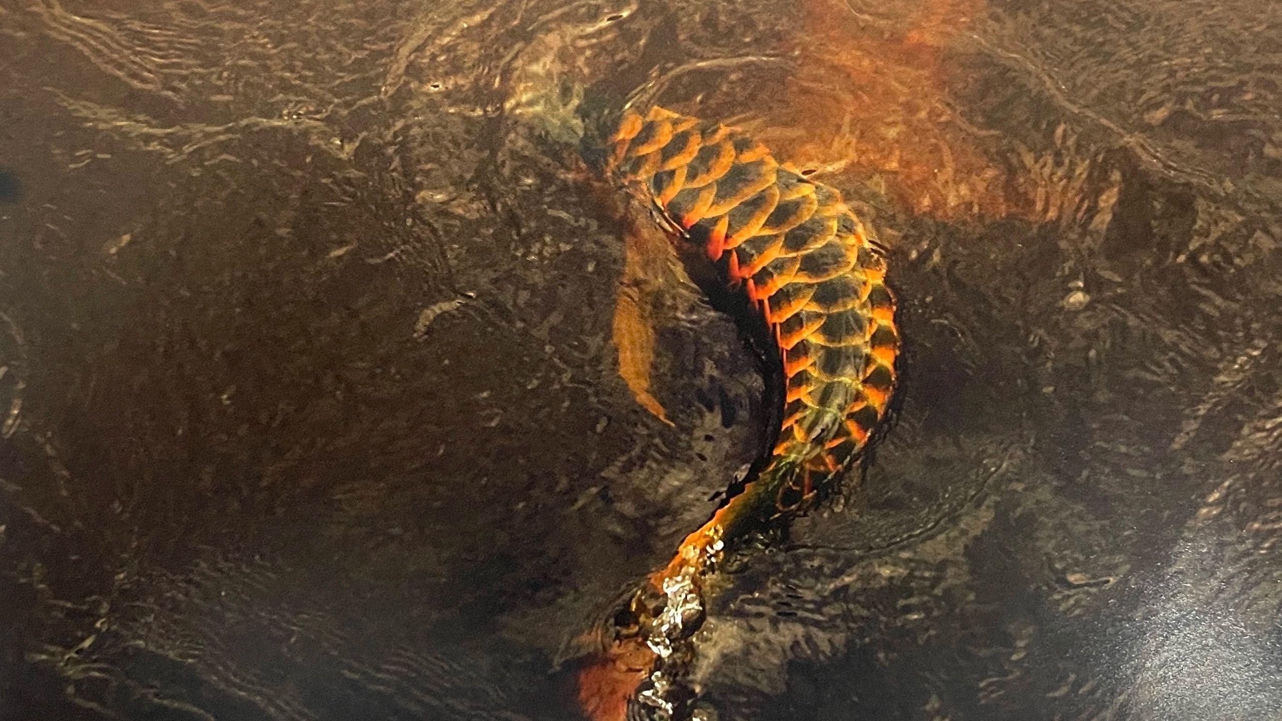 如何區分金龍魚的公母？（金龍魚公母如何區分）
