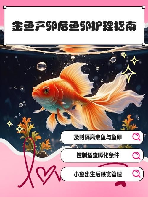 如何區分金龍魚的公母？（金龍魚公母如何區分）